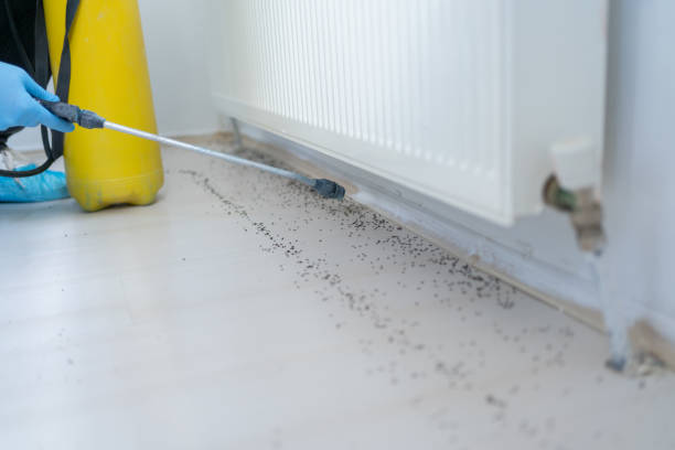 Best Ant Control Services  in Dearborn, MI